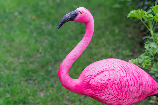 Close-up of a pink flamingo yard sculpture against a lawn background.