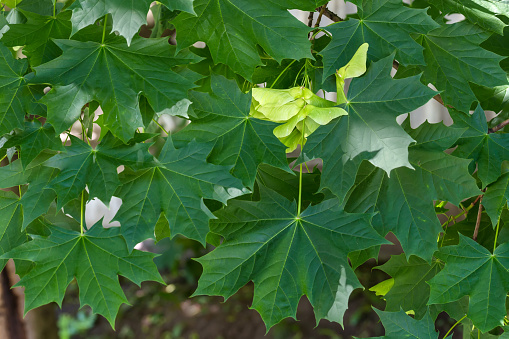 Branch of Norway maple with fresh leaves and unripe green double winged seeds, so-called samaras on a blurred background