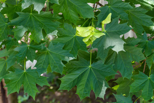 Branch of maple with green leaves and unripe winged seeds Branch of Norway maple with fresh leaves and unripe green double winged seeds, so-called samaras on a blurred background maple keys maple tree seed tree stock pictures, royalty-free photos & images