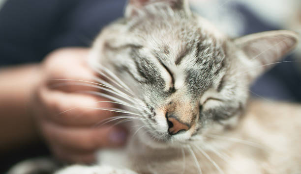 istock Purring kitty loving pet contended sleepy cat 1404359159