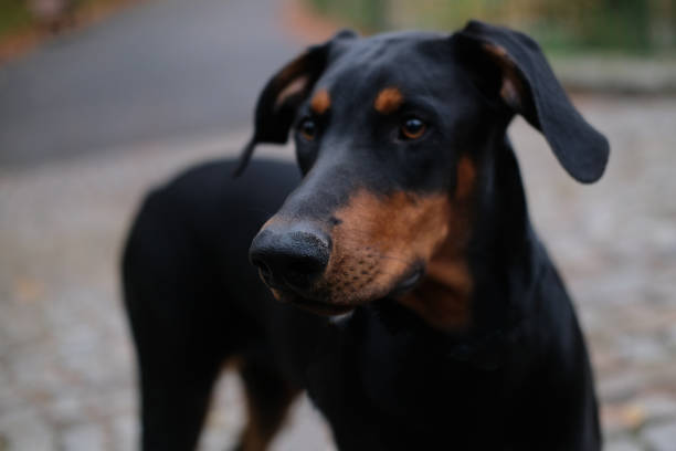 istock Black dog on the autumn street 1404360413