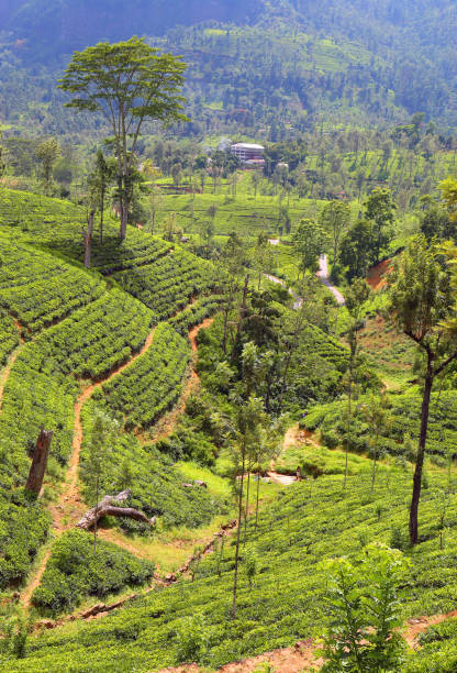 istock tea plantation in Sri Lanka 1404360625