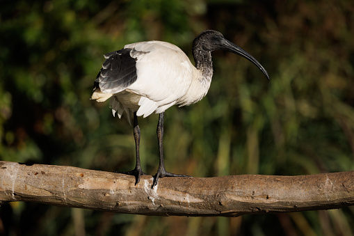 White Ibis resting on a branch in the morning sun.