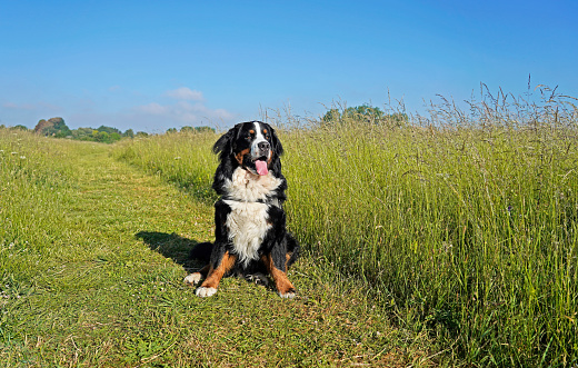Sunny day and blue sky. The dog is sitting on the path, tall grass in the background