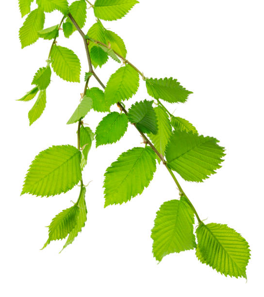 istock linden tree branch isolated on a white background with space for your text. Green leaves. spring background . Linden 1404361522