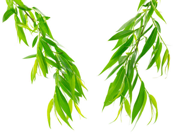 ramos de salgueiro com folhas verdes são isolados em fundo branco. folhagens da primavera. willow vai embora. - weeping willow - fotografias e filmes do acervo