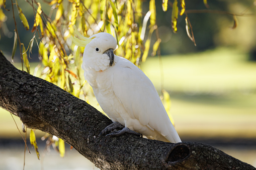 Sulphur crested cockatoo in a tree.