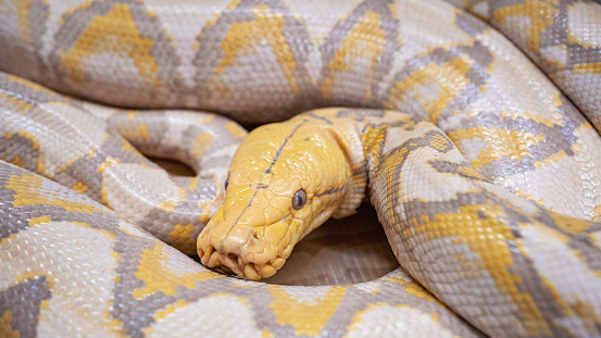 Close up of Golden Thai Python.Yellow ball python snake.