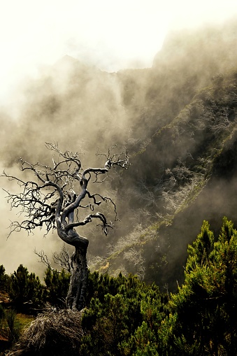 A lonely dead tree in a mystic cloudy setting on the ascend to Madeiras highest peak Pico Ruivo