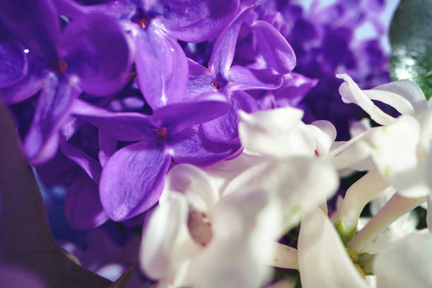 Macro image of spring lilac violet flowers, close up