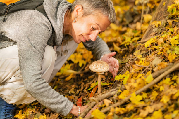 istock Picking wild mushrooms in the forest 1404366748