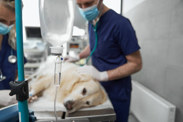 istock Anaesthetised dog lying on operating table durning the surgery 1404366791