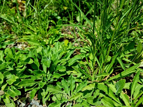 Lanceolata or ribworth plantain herb in bloom in the meadow. Close-up of Plantago lanceolata on summer