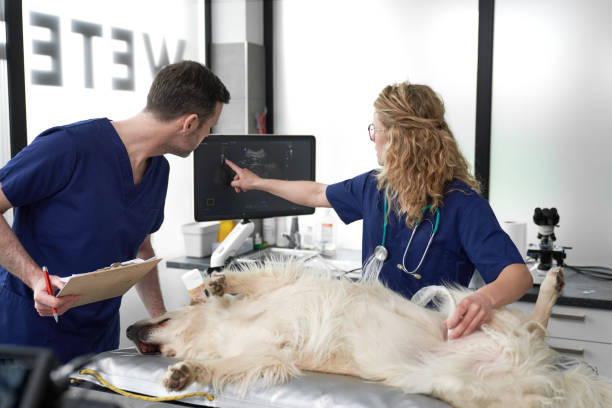 Two veterinarians doing an ultrasound exam on dog stock photo