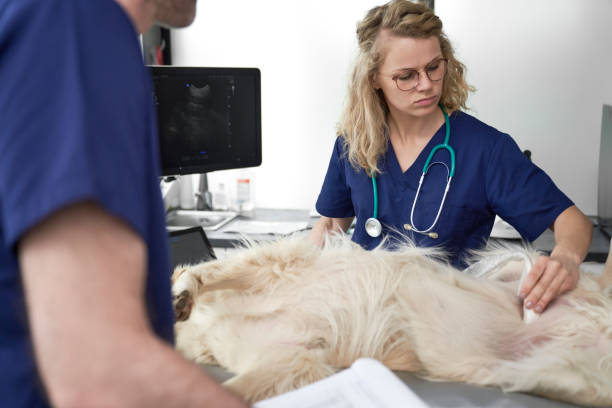 istock Two veterinarians doing an ultrasound exam on dog 1404367389