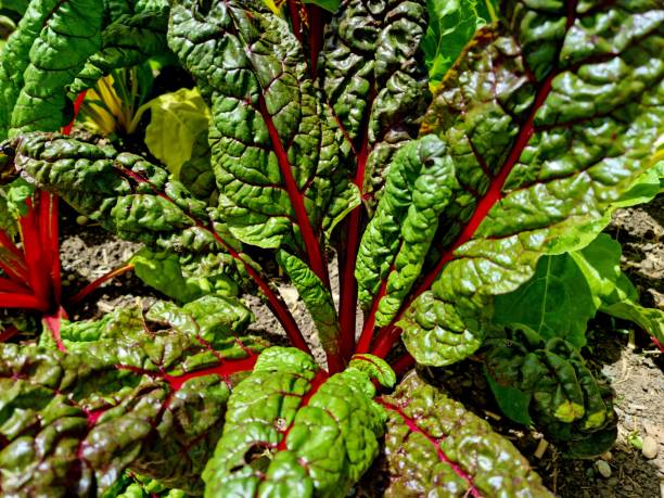 Red-stemmed chard stock photo
