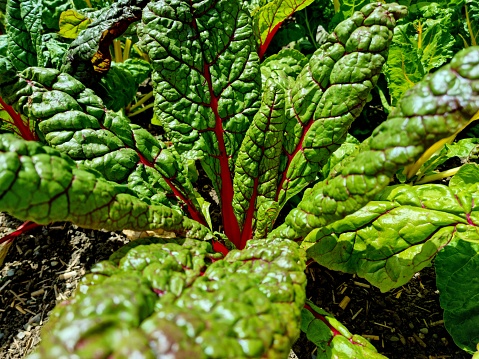 Red-stemmed chard plant redy to pick. Chard has been used in cooking for centuries, but because it is the same species as beetroot, and similar to vegetables such as cardoon.