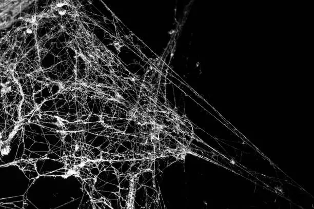 Photo of Triangle horror cobweb or spider web isolated on black background