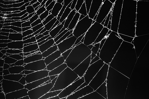 close-up of insects caught in spider webs