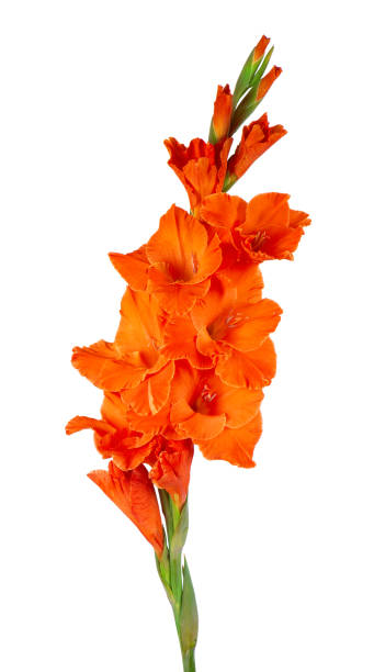 flor de gladiolus laranja isolada em fundo branco. lindas flores de verão. - gladiolus orange flower isolated - fotografias e filmes do acervo