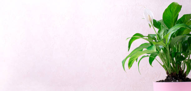istock Web banner with spathiphyllum or peace lily houseplant 1404370648