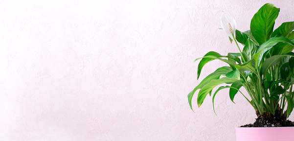 Web banner with spathiphyllum or peace lily houseplant with a white flower in a pink pot. Mockup with copy space