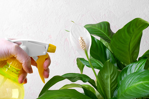 Cleaning, housekeeping and hands with detergent from spray bottle for disinfection, bacteria and household safety. Spring cleaning, housework and maid with gloves spray cleaning products in air