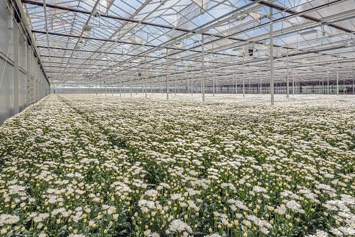 White blooming chrysanthemums in the large greenhouse of a specialized Dutch cut flower nursery.
