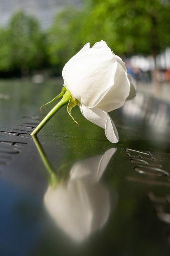 A white rose, in the September 11 Memorial
