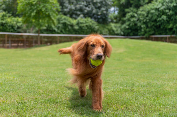 istock Golden Retriever playing on grass 1404371423