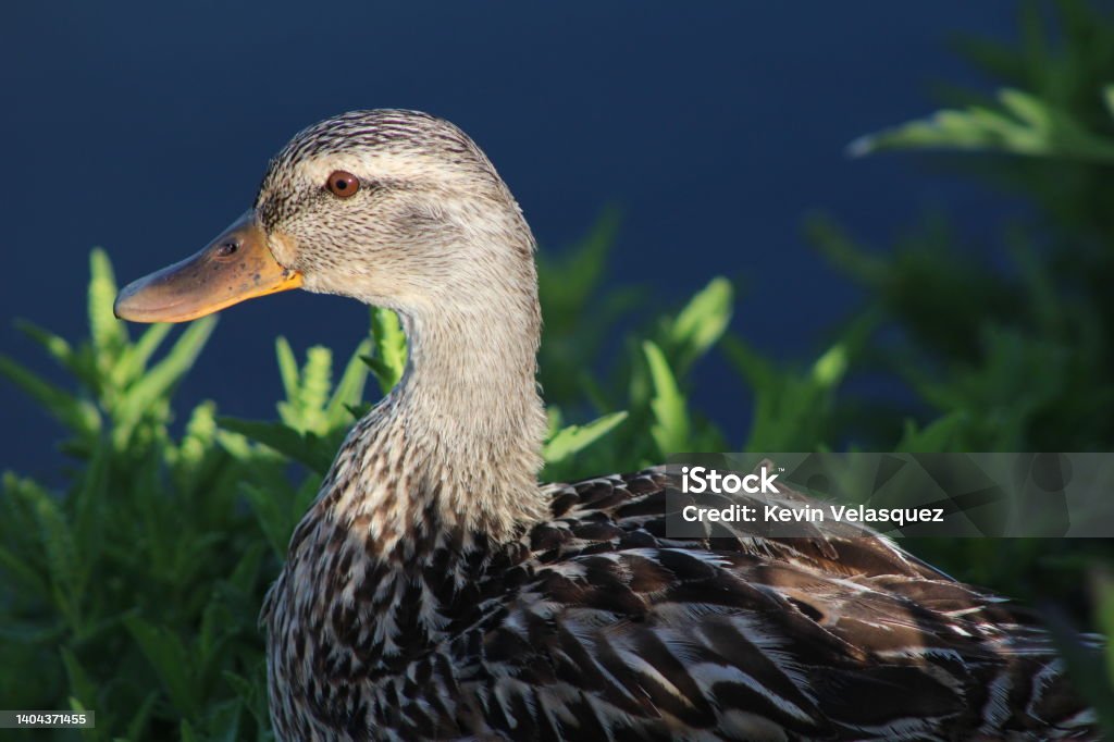 Duck Staring Stock Photo Download Image Now Animal, Animal Wildlife