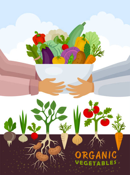 ilustraciones, imágenes clip art, dibujos animados e iconos de stock de entrega de alimentos orgánicos y saludables. banner de huerto. póster con verduras de raíz. - radish vegetable farmers market gardening