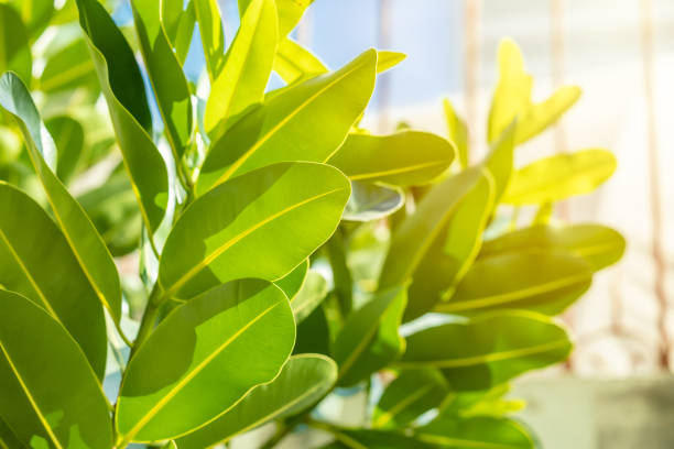 Plant tree leaf outdoors sunlight photosynthetic leaves produce green Chlorophyll science of nature.