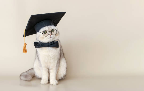 istock A white cat in a graduates hat and bow tie, sitting on a beige background 1404373241