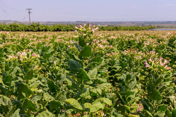 istock Tobacco (Nicotiana tabacum) growing in the foothills 1404373527