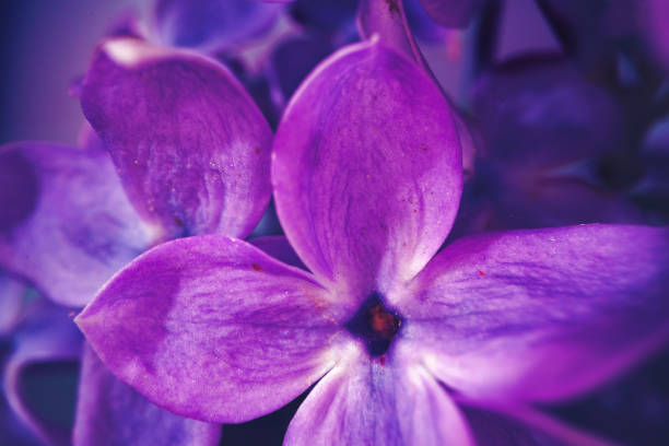 istock Macro image of spring lilac violet flowers 1404374803