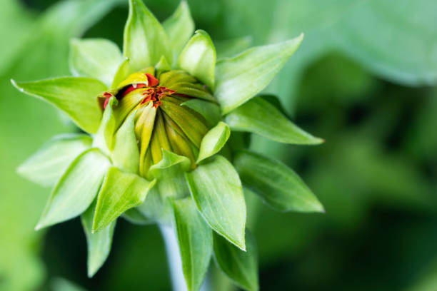 close-up photo of Mexican sunflower contrasting color with green leaves