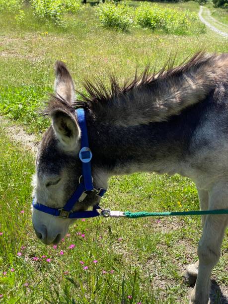 istock Adorable donkeys in nature 1404377803