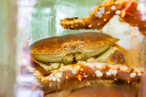 quiet bread crab