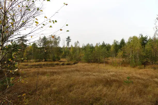 Autumn on a peat bog. Cloudy day in early October.