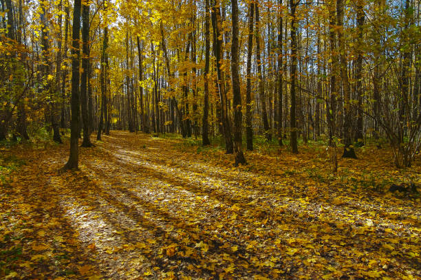Stripes of light and shadow on fallen leaves on a path in the autumn forest. Mid October.