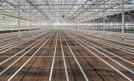 The soil has been sterilized and the large greenhouse of a specialized Dutch chrysanthemum nursery is completely ready for planting the new cuttings.