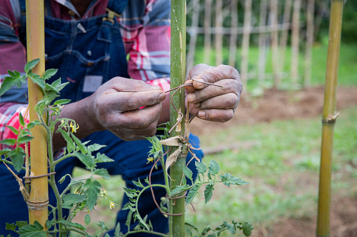 Close-up of the hands of a farmer fixing a thread to tie tomato plants to poles, working in the fields