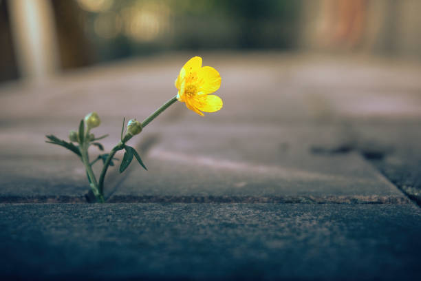 istock A lone yellow flower on paving slabs, a soft selective selective focus. Yellow plucked flower 1404383167