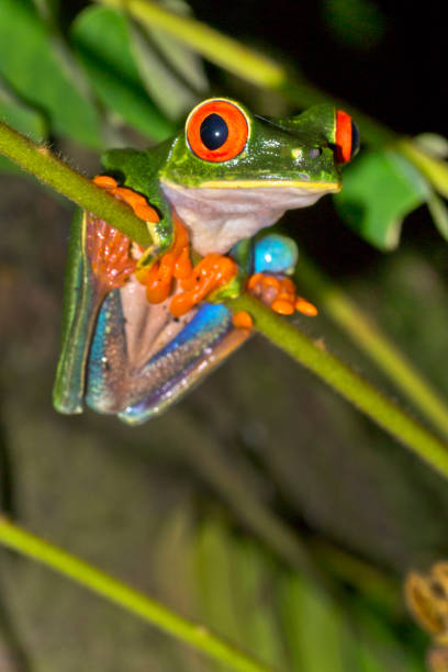 istock Red-eyed Tree Frog, Tropical Rainforest, Costa Rica 1404384805