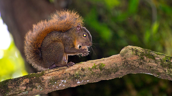 Variegated Squirrel, Corcovado National Park, Costa Rica