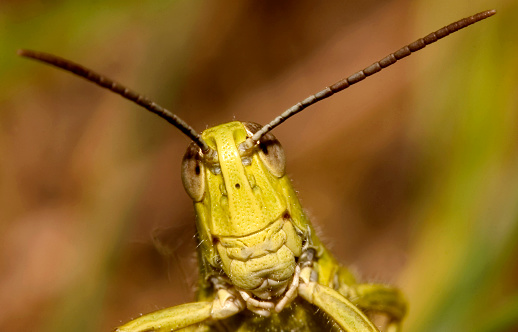 Grasshopper, Sierra de Guadarrama National Park, Segovia, Castile and Leon, Spain, Europe