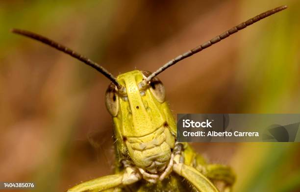 Grasshopper Sierra De Guadarrama National Park Spain Stock Photo - Download Image Now