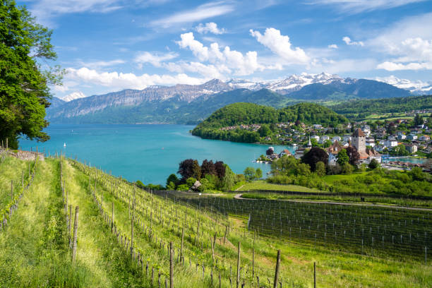 스위스의 툰 호수에있는 spiez 마을의 아름다운 전망 - lake thun swiss culture switzerland berne 뉴스 사진 이미지