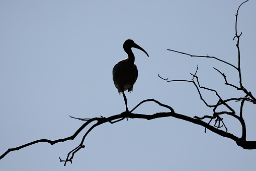 White Ibis resting on a branch.